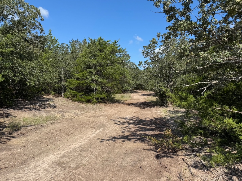 13115 Schoenemann Road Carmine, TX 78932 - Photo 5 of 15 a view of outdoor space with trees all around
