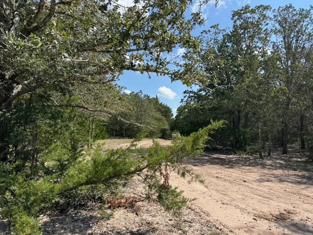 a view of a yard with plants and large trees