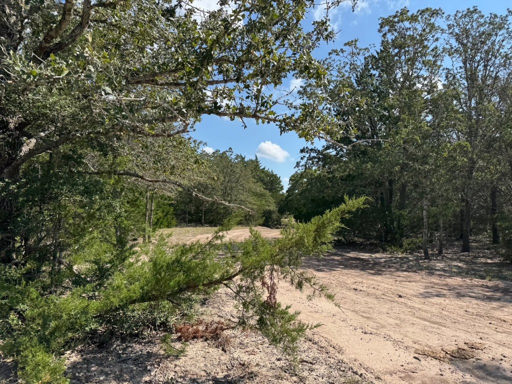 13115 Schoenemann Road Carmine, TX 78932 - Photo 6 of 15 a view of a yard with plants and large trees
