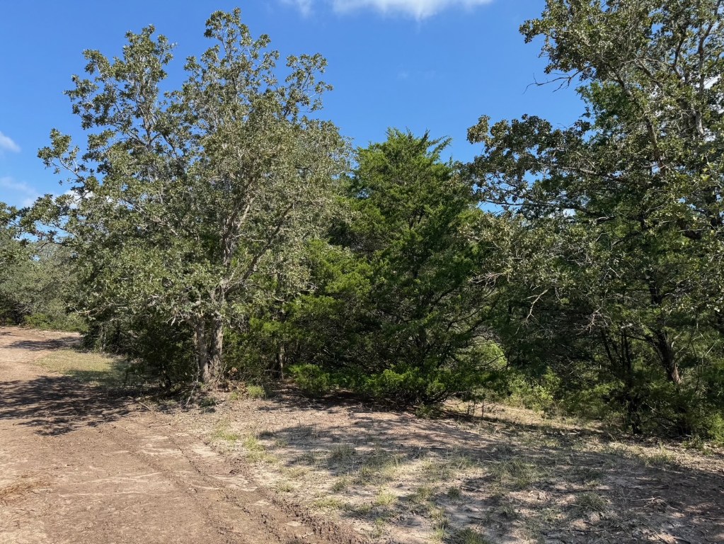 13115 Schoenemann Road Carmine, TX 78932 - Photo 7 of 15 a view of a yard with a tree