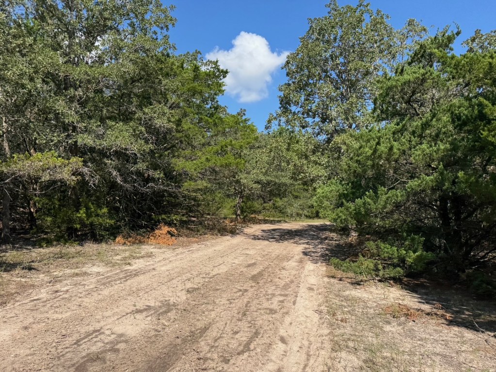 13115 Schoenemann Road Carmine, TX 78932 - Photo 8 of 15 a view of a yard with plants and a tree