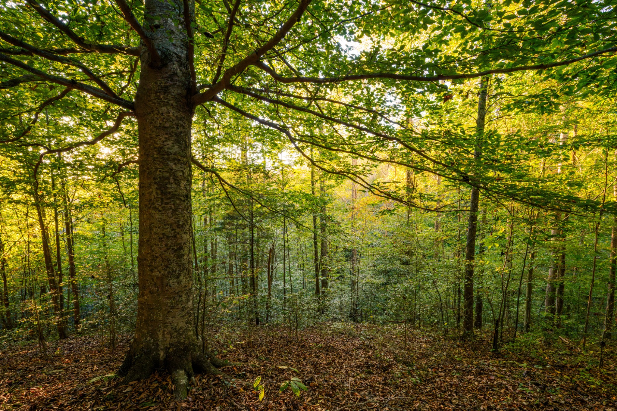 3345 Pigeon Roost Road Pulaski, TN 38478 - Photo 18 of 83 a view of a yard with large trees