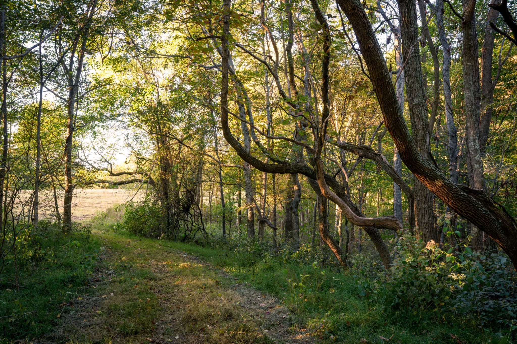 3345 Pigeon Roost Road Pulaski, TN 38478 - Photo 22 of 83 a view of forest