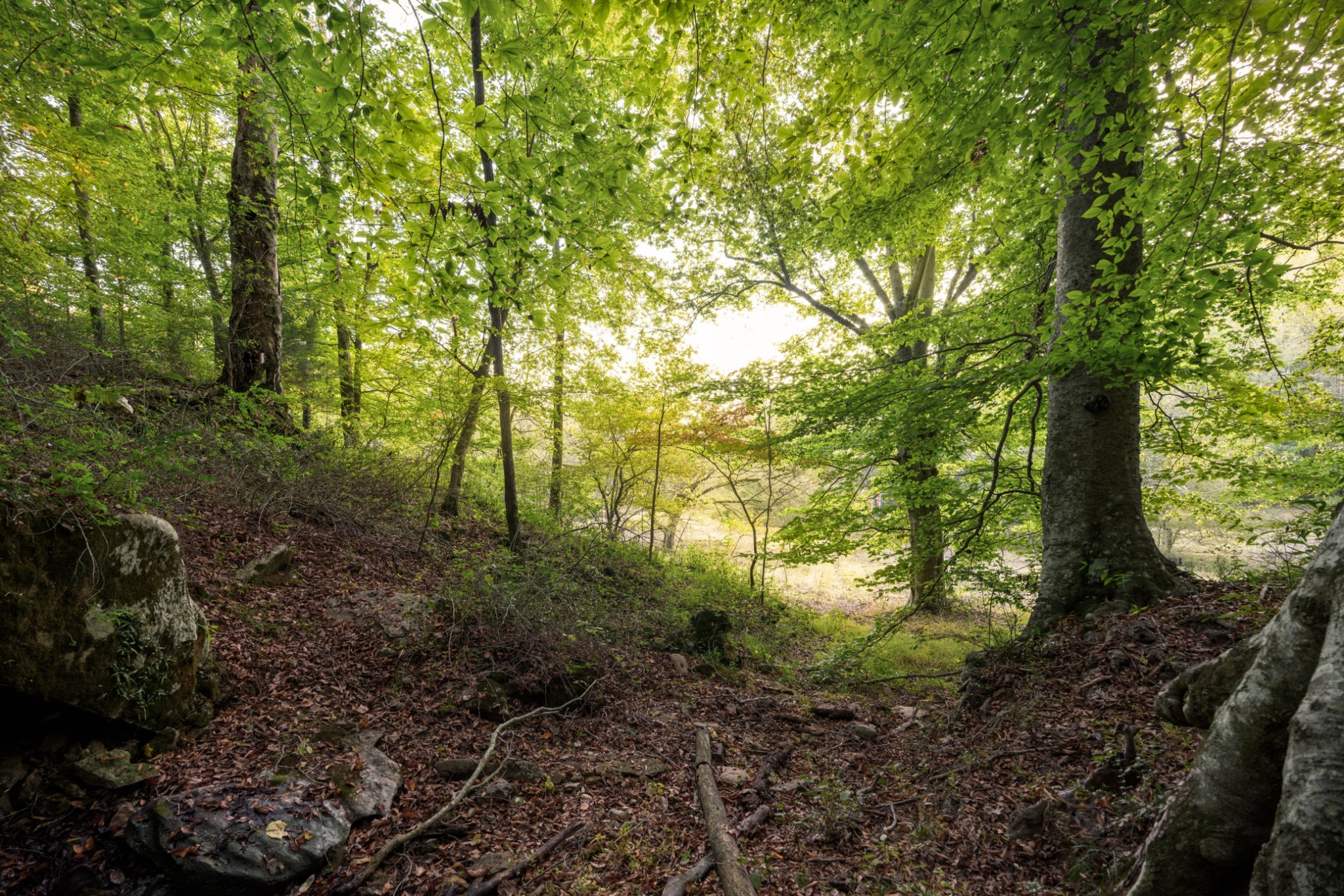 3345 Pigeon Roost Road Pulaski, TN 38478 - Photo 23 of 83