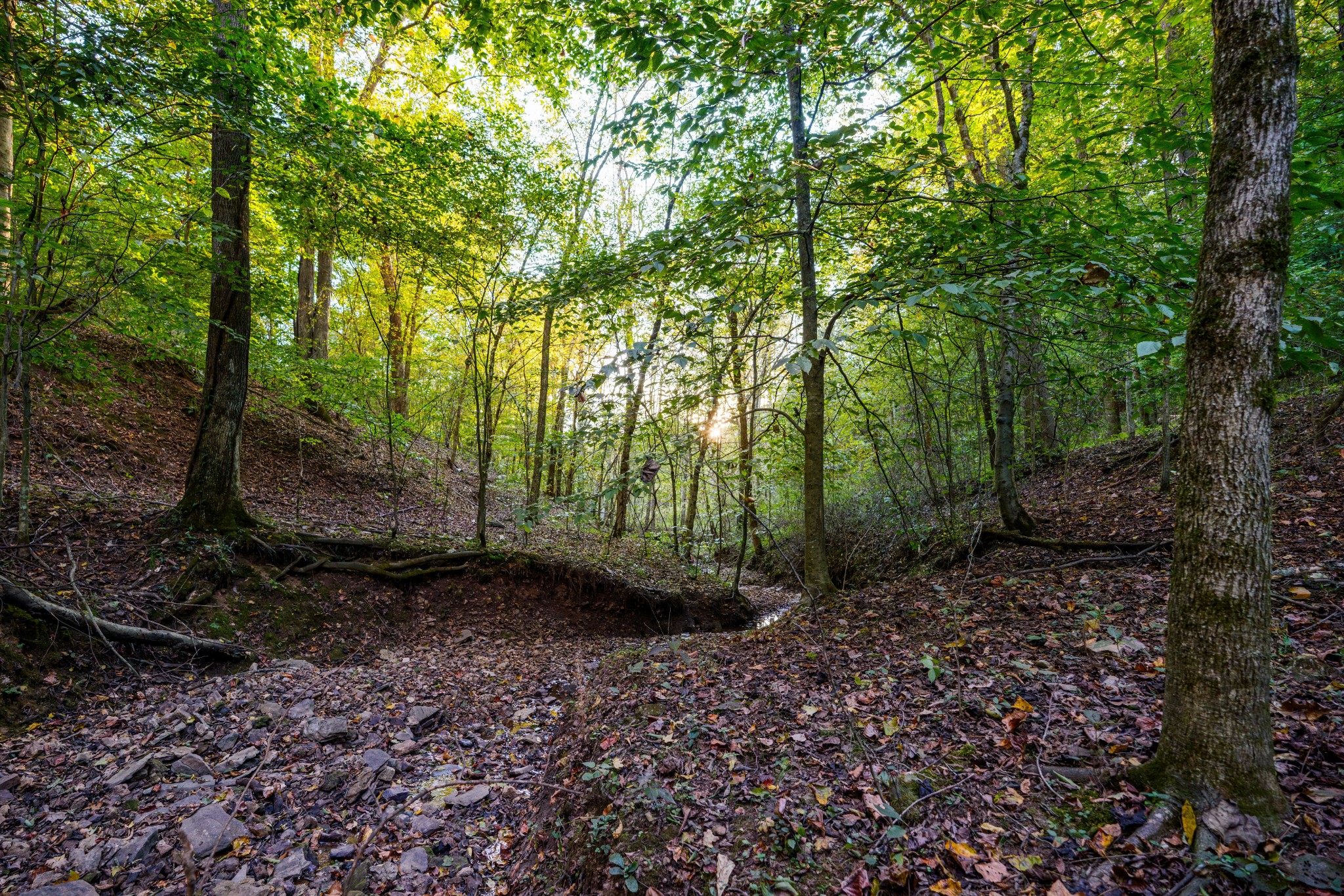 3345 Pigeon Roost Road Pulaski, TN 38478 - Photo 24 of 83 a view of a forest with trees in the background