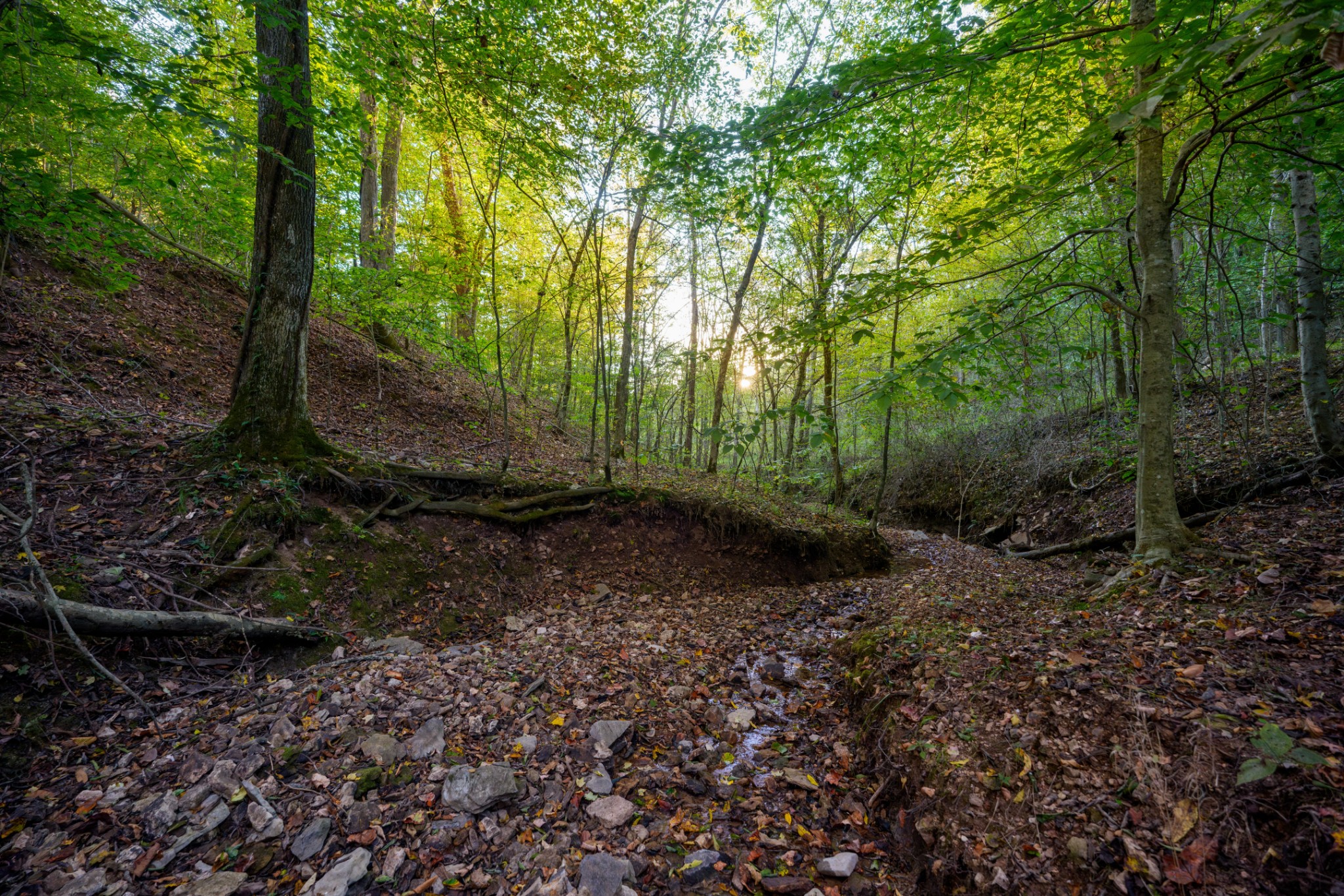 3345 Pigeon Roost Road Pulaski, TN 38478 - Photo 25 of 83 a view of outdoor space and trees