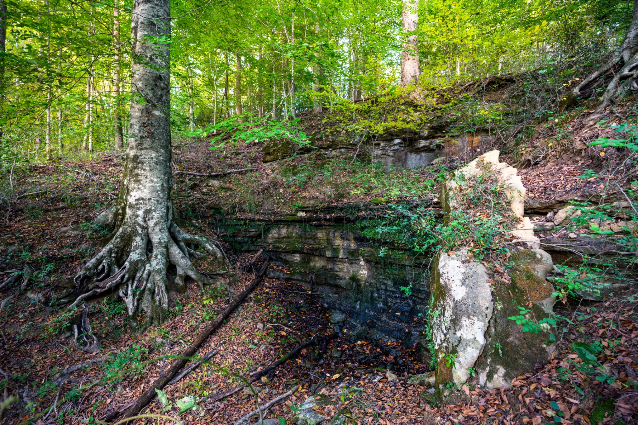 3345 Pigeon Roost Road Pulaski, TN 38478 - Photo 27 of 83 a backyard of a house with lots of green space
