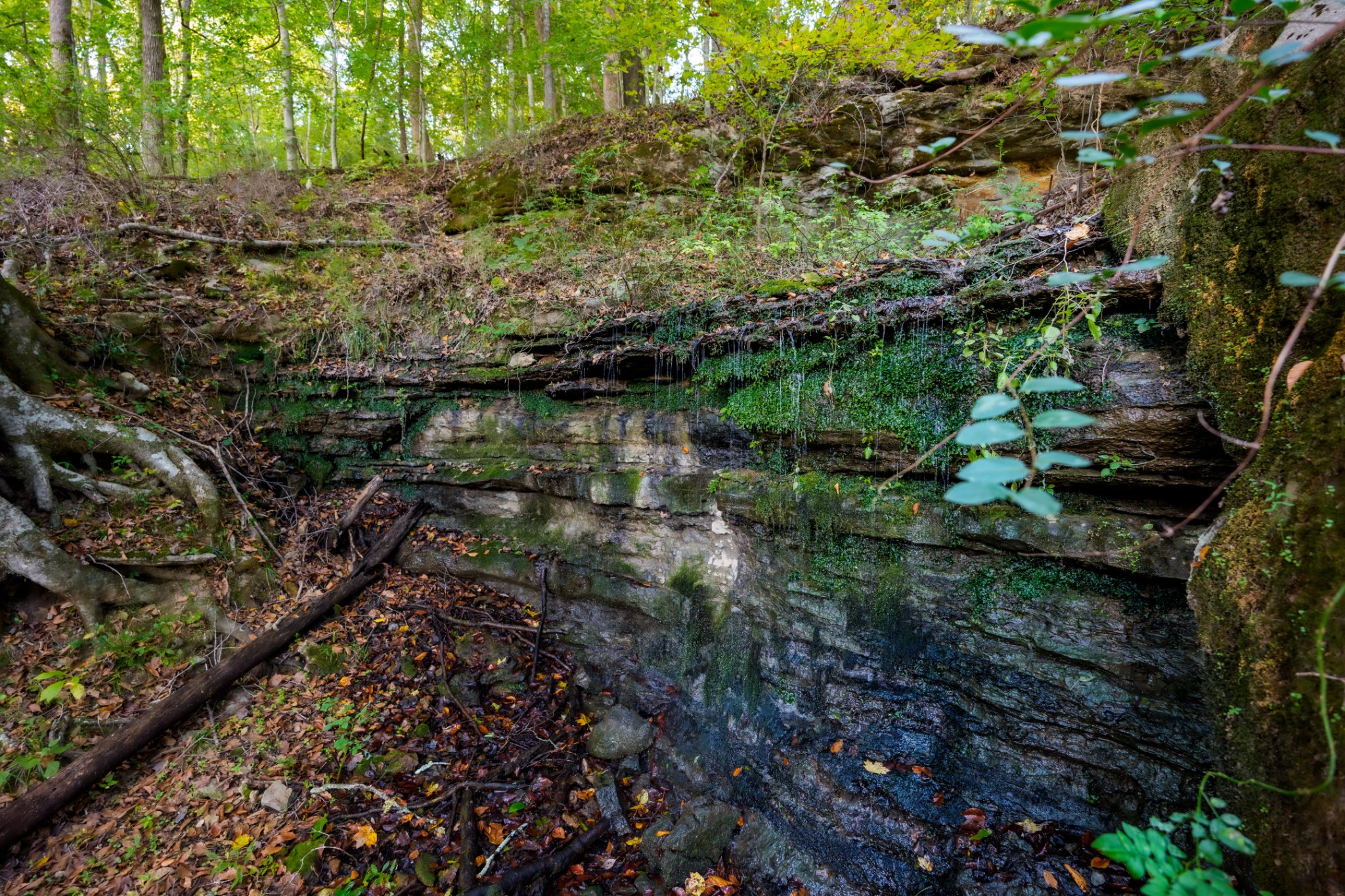3345 Pigeon Roost Road Pulaski, TN 38478 - Photo 28 of 83 a view of a lake with lots of trees