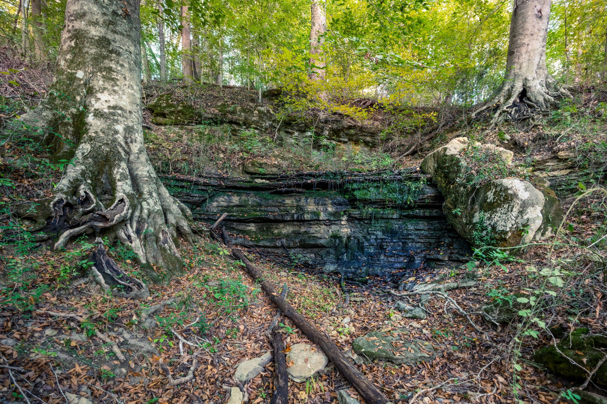 3345 Pigeon Roost Road Pulaski, TN 38478 - Photo 29 of 83