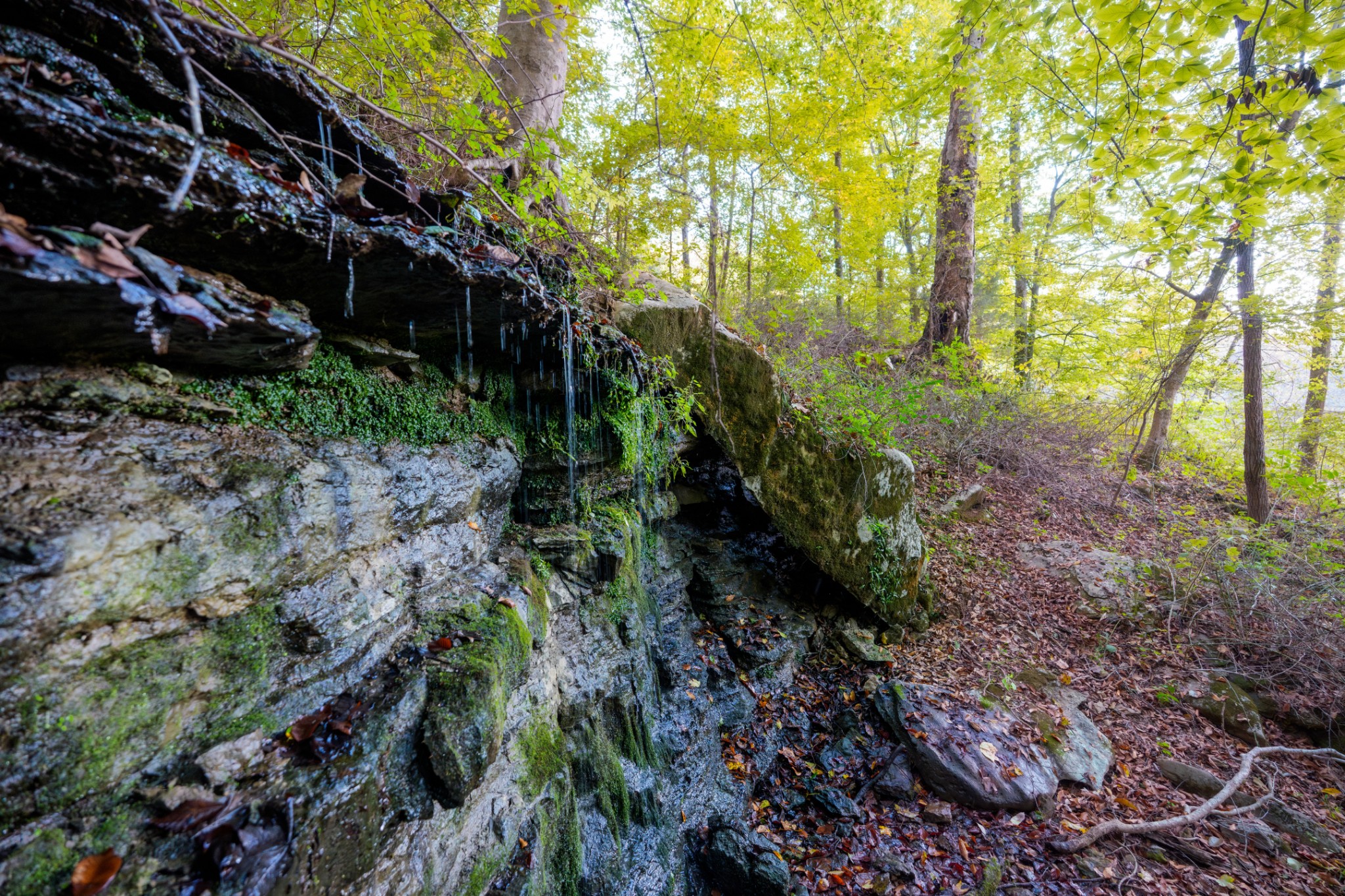 3345 Pigeon Roost Road Pulaski, TN 38478 - Photo 31 of 83 a backyard of a house with lots of plants and trees