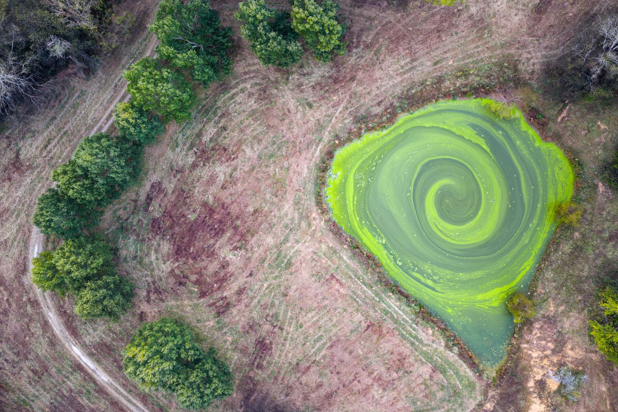 3345 Pigeon Roost Road Pulaski, TN 38478 - Photo 34 of 83 a green field with lots of trees in it