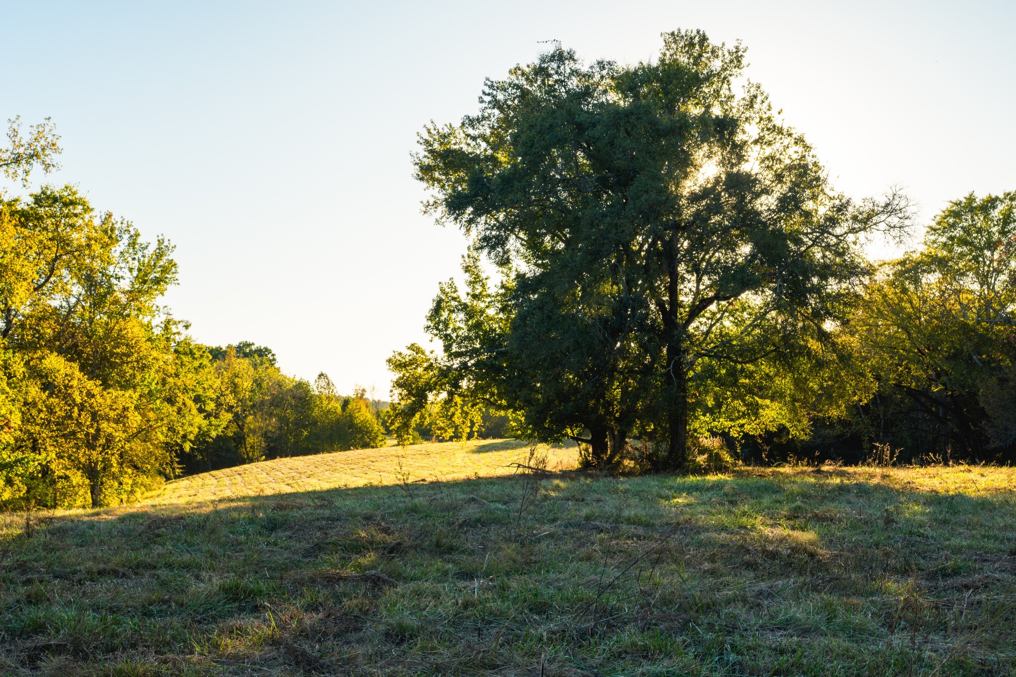 3345 Pigeon Roost Road Pulaski, TN 38478 - Photo 47 of 83 a view of yard with green space