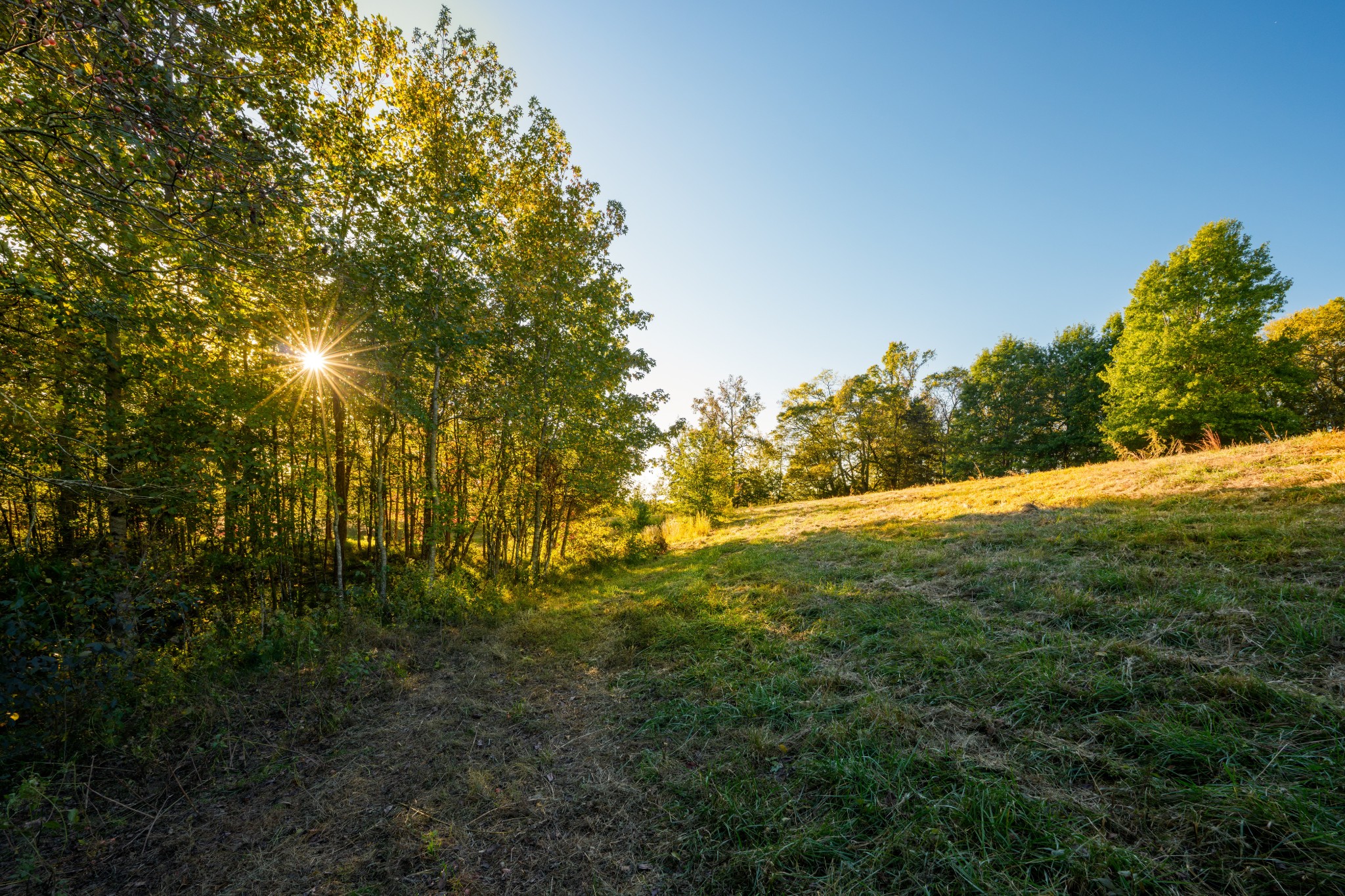 3345 Pigeon Roost Road Pulaski, TN 38478 - Photo 50 of 83 a view of a yard with an trees