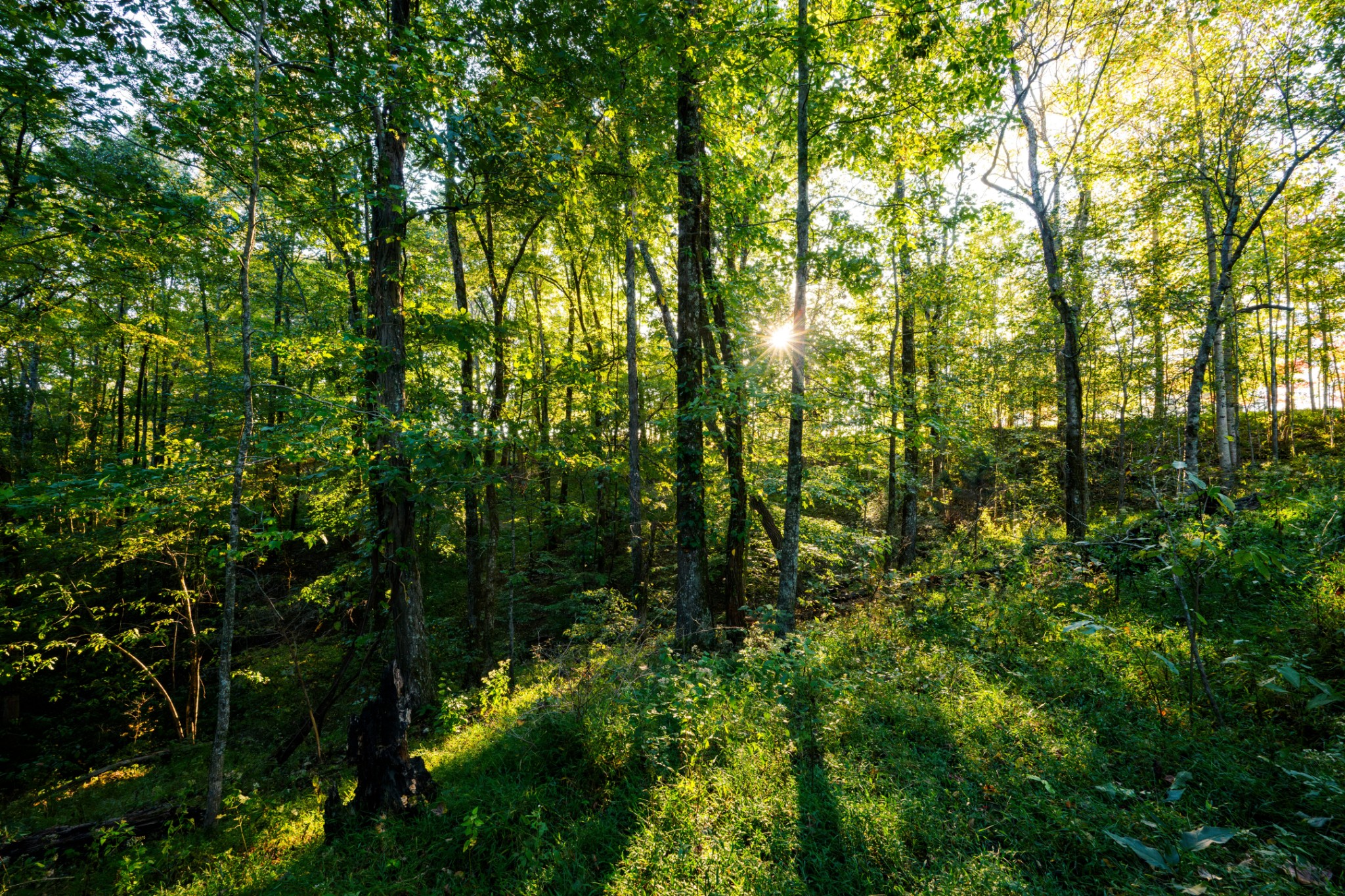 3345 Pigeon Roost Road Pulaski, TN 38478 - Photo 51 of 83