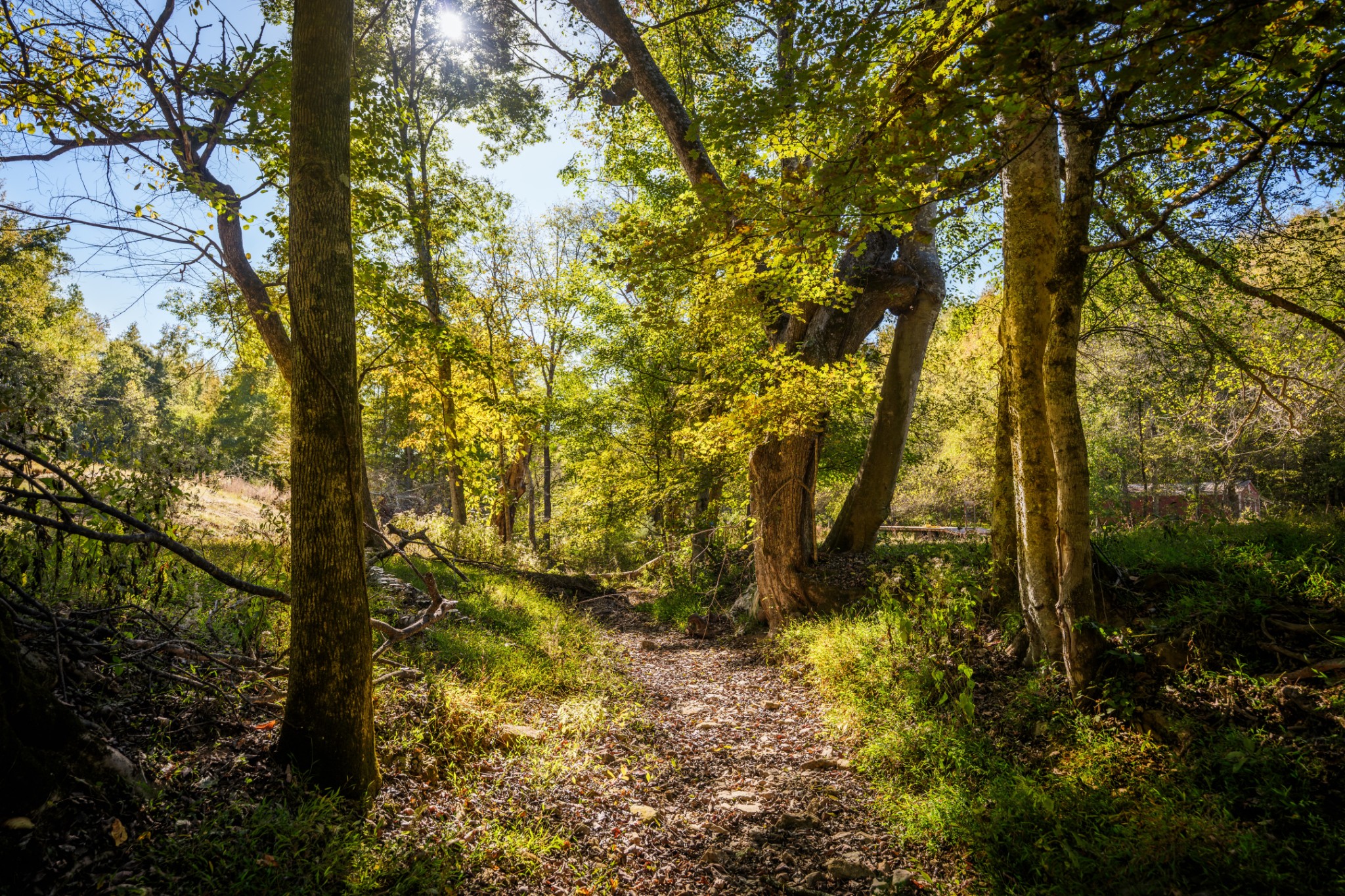3345 Pigeon Roost Road Pulaski, TN 38478 - Photo 53 of 83