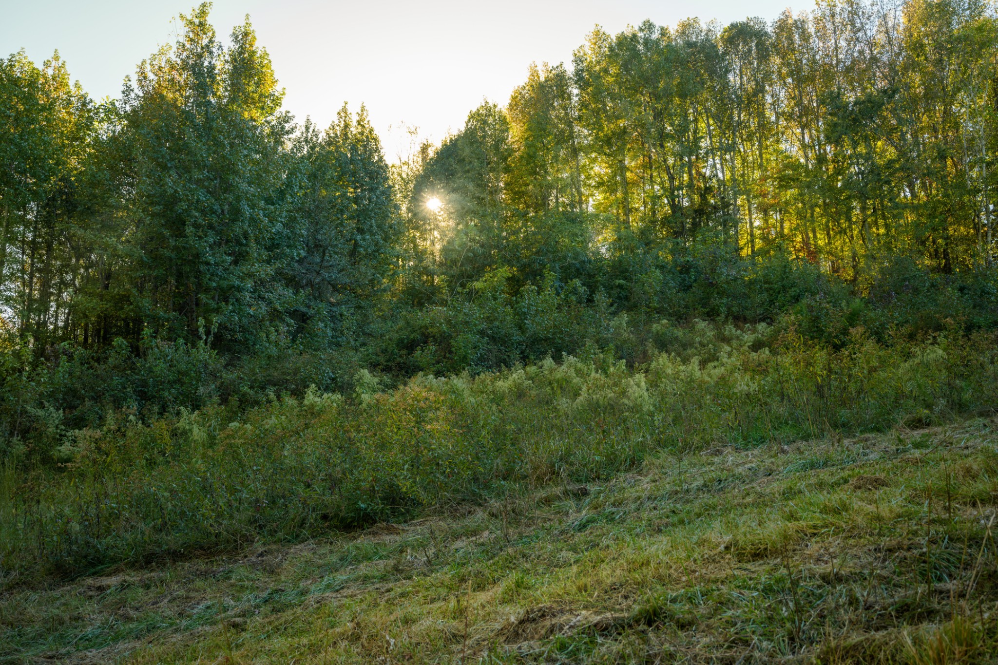 3345 Pigeon Roost Road Pulaski, TN 38478 - Photo 61 of 83 a view of a forest with trees in the background