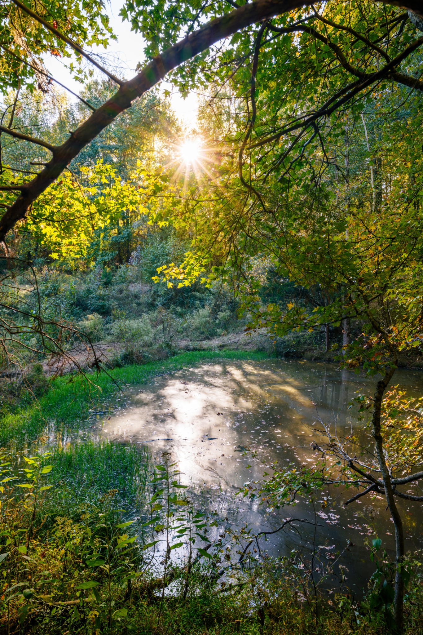 3345 Pigeon Roost Road Pulaski, TN 38478 - Photo 66 of 83 a view of a yard with plants and large trees