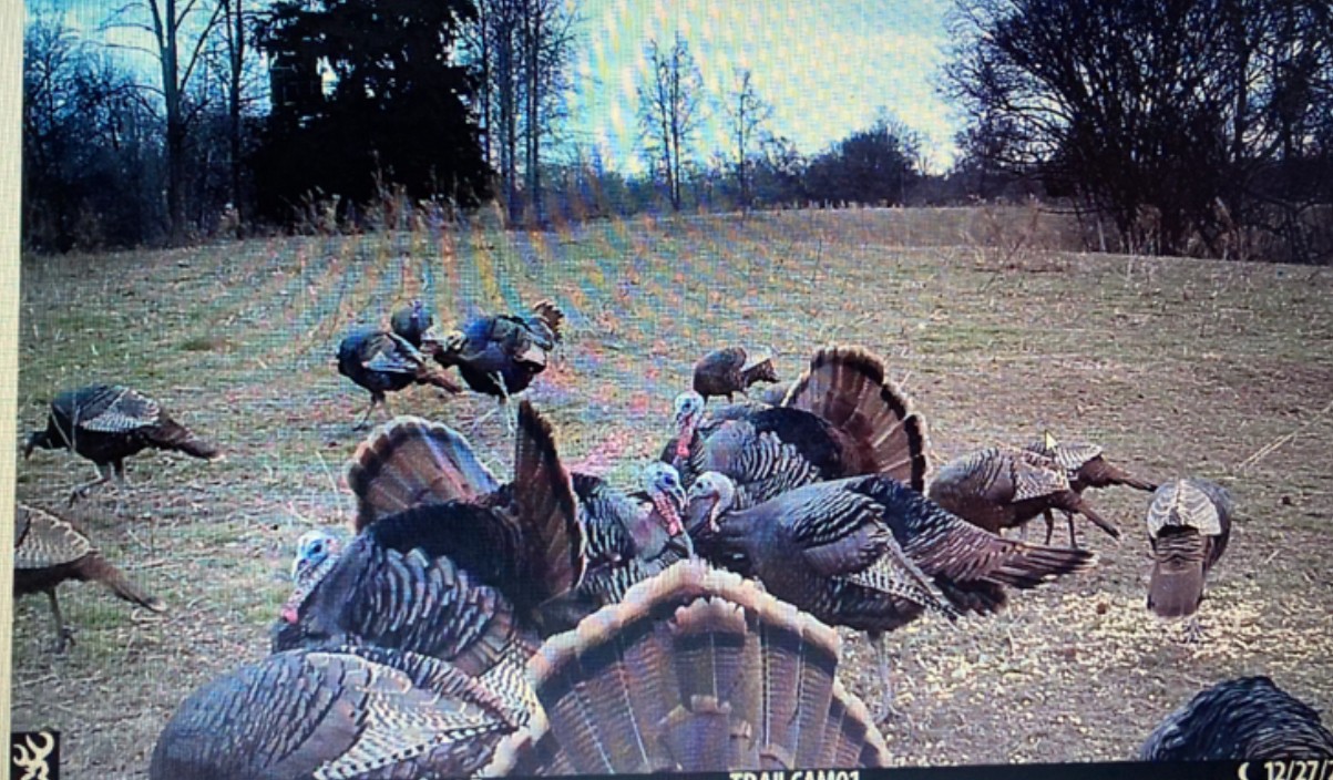 3345 Pigeon Roost Road Pulaski, TN 38478 - Photo 74 of 83