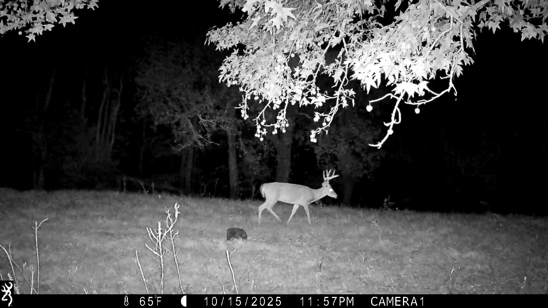 3345 Pigeon Roost Road Pulaski, TN 38478 - Photo 78 of 83 a view of outdoor space with seating area