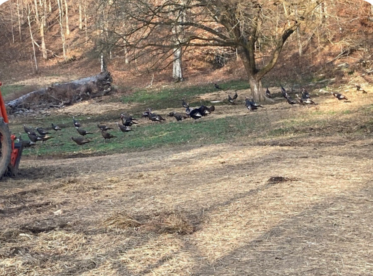 3345 Pigeon Roost Road Pulaski, TN 38478 - Photo 80 of 83 a view of dirt yard with a large tree