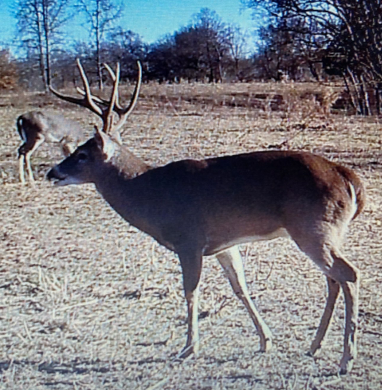 3345 Pigeon Roost Road Pulaski, TN 38478 - Photo 81 of 83