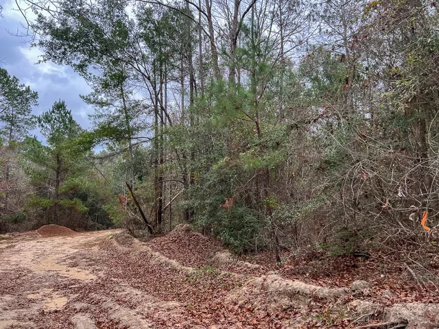 a view of a forest that has large trees