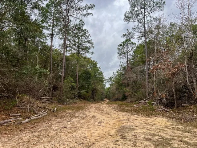 a view of a forest with lots of trees