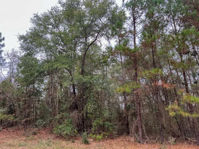 a view of a yard with plants and trees