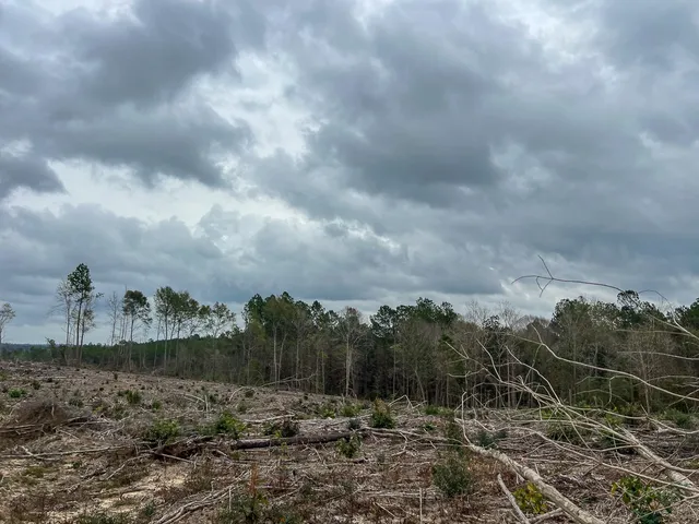 a view of a dry yard with trees in the background