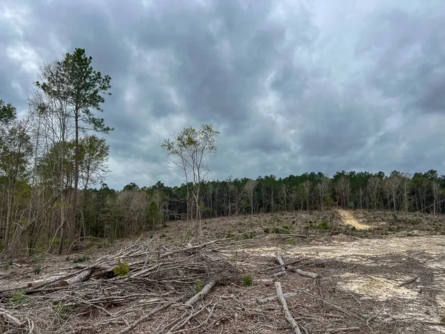 a view of a yard with wooden fence