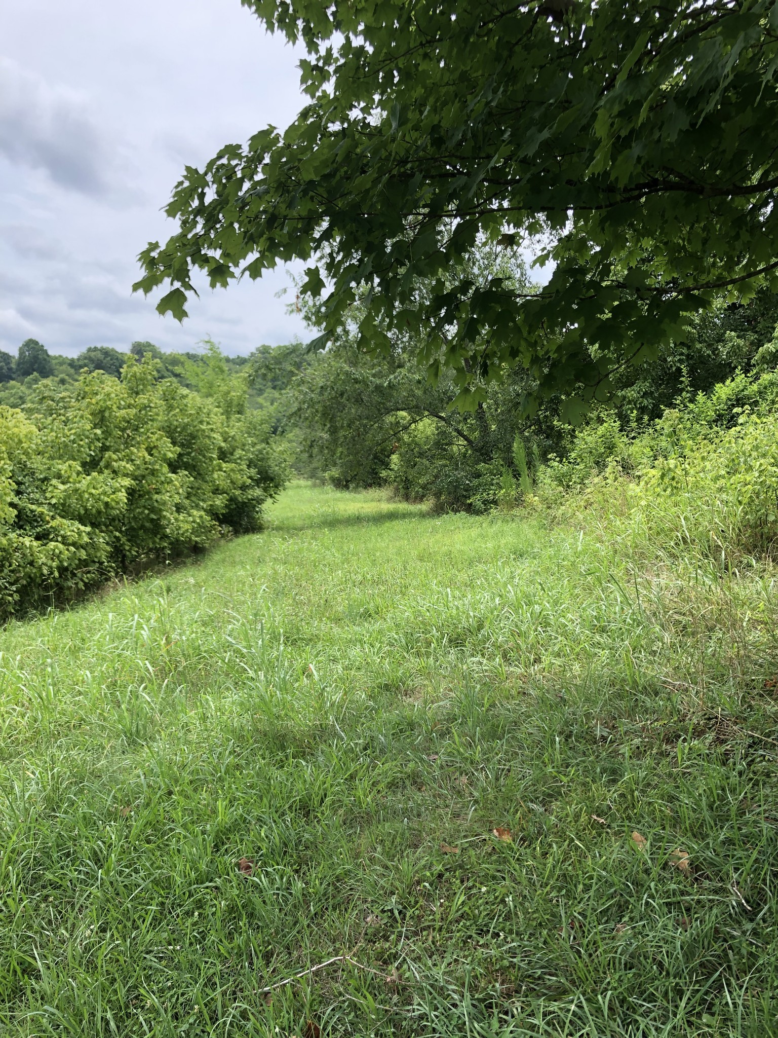 10 Walnut Ridge Road Petersburg, TN 37144 - Photo 8 of 16 a view of a lush green space
