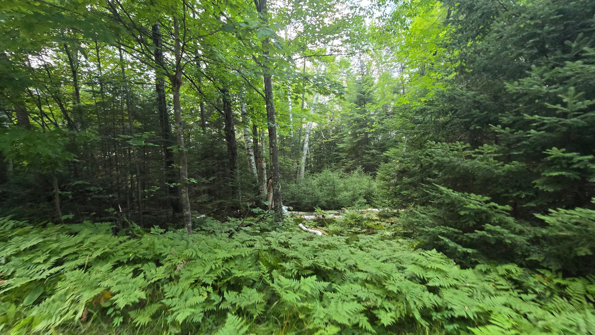On Bogus Road Deerbrook, WI 54424 - Photo 11 of 17 Gallery Image 11