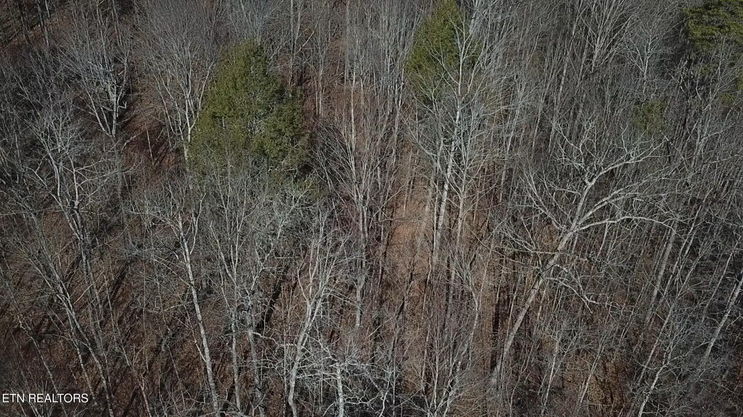 142 Whistle Valley Road New Tazewell, TN 37825 - Photo 9 of 24 2026-01-08 105226