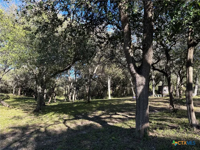 a view of a tree in a yard