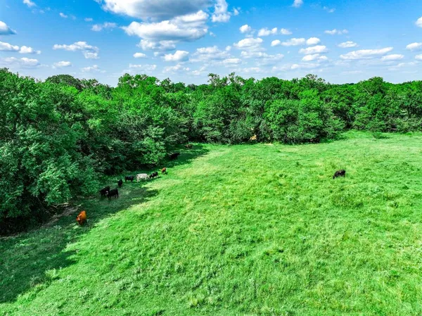 a view of a bunch of trees