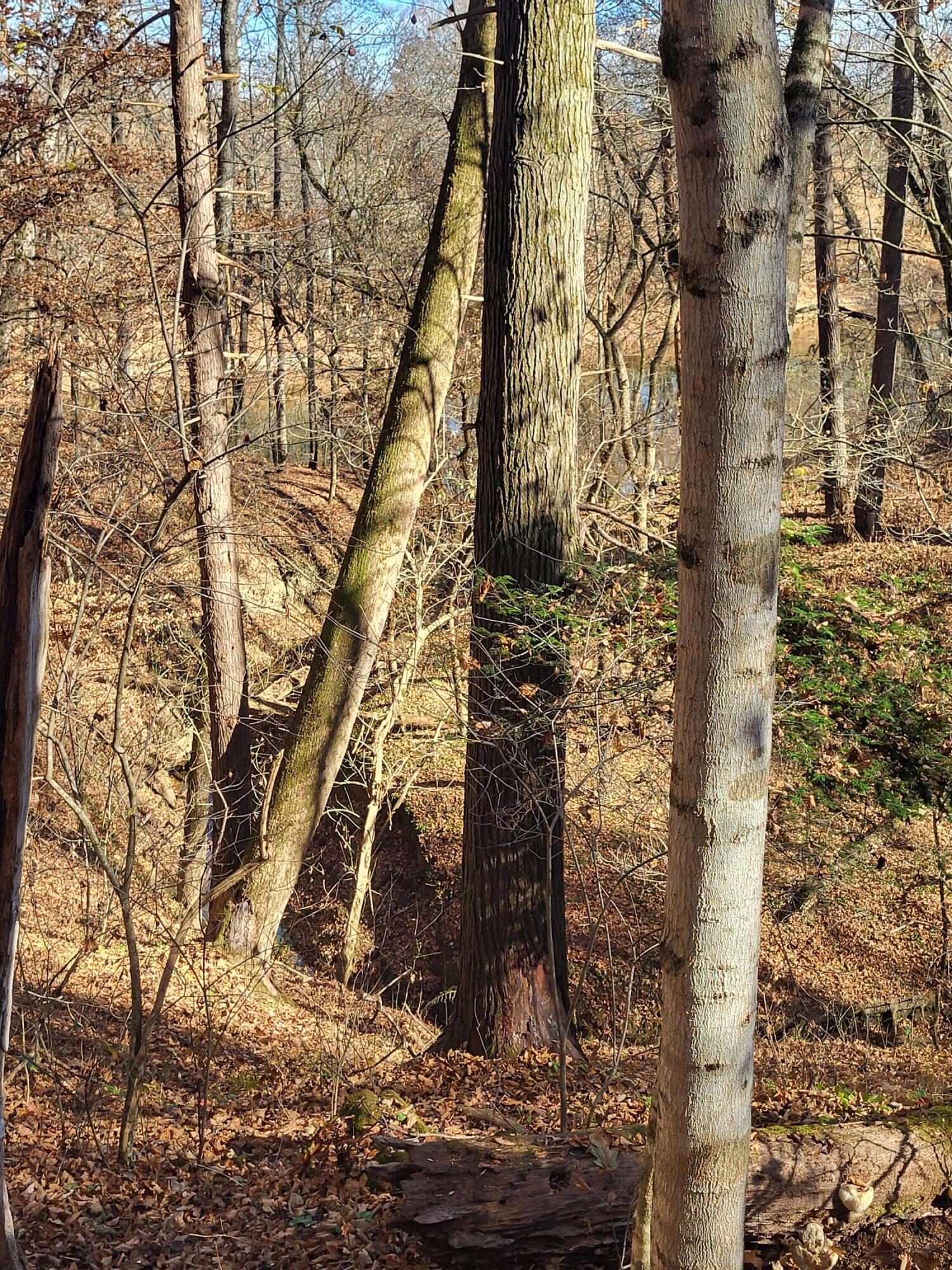 43.59-acre Jones Bridge Road Greeneville, TN 37743 - Photo 7 of 15 20231117_104910