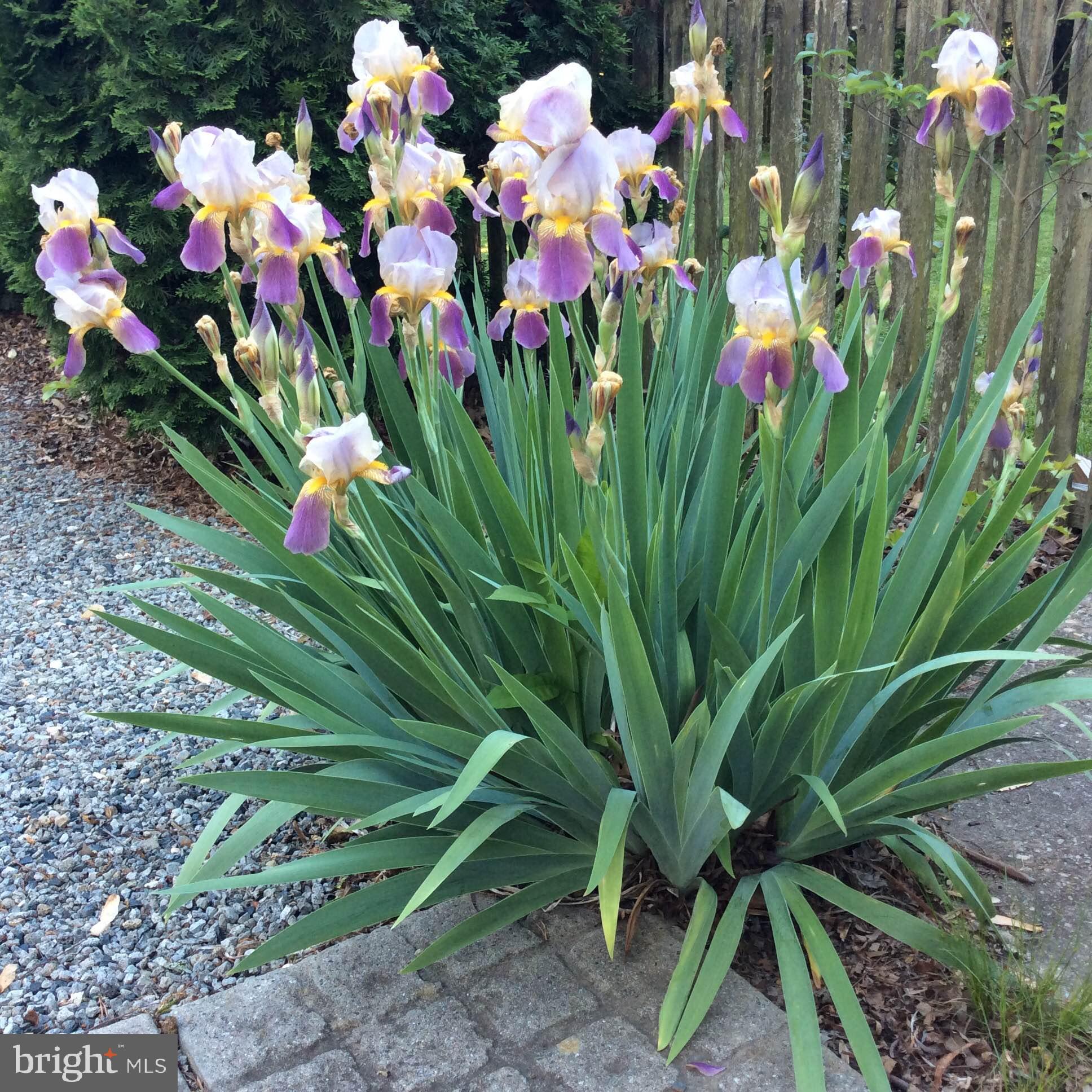 28575 Edgemere Road Easton, MD 21601 - Photo 35 of 47