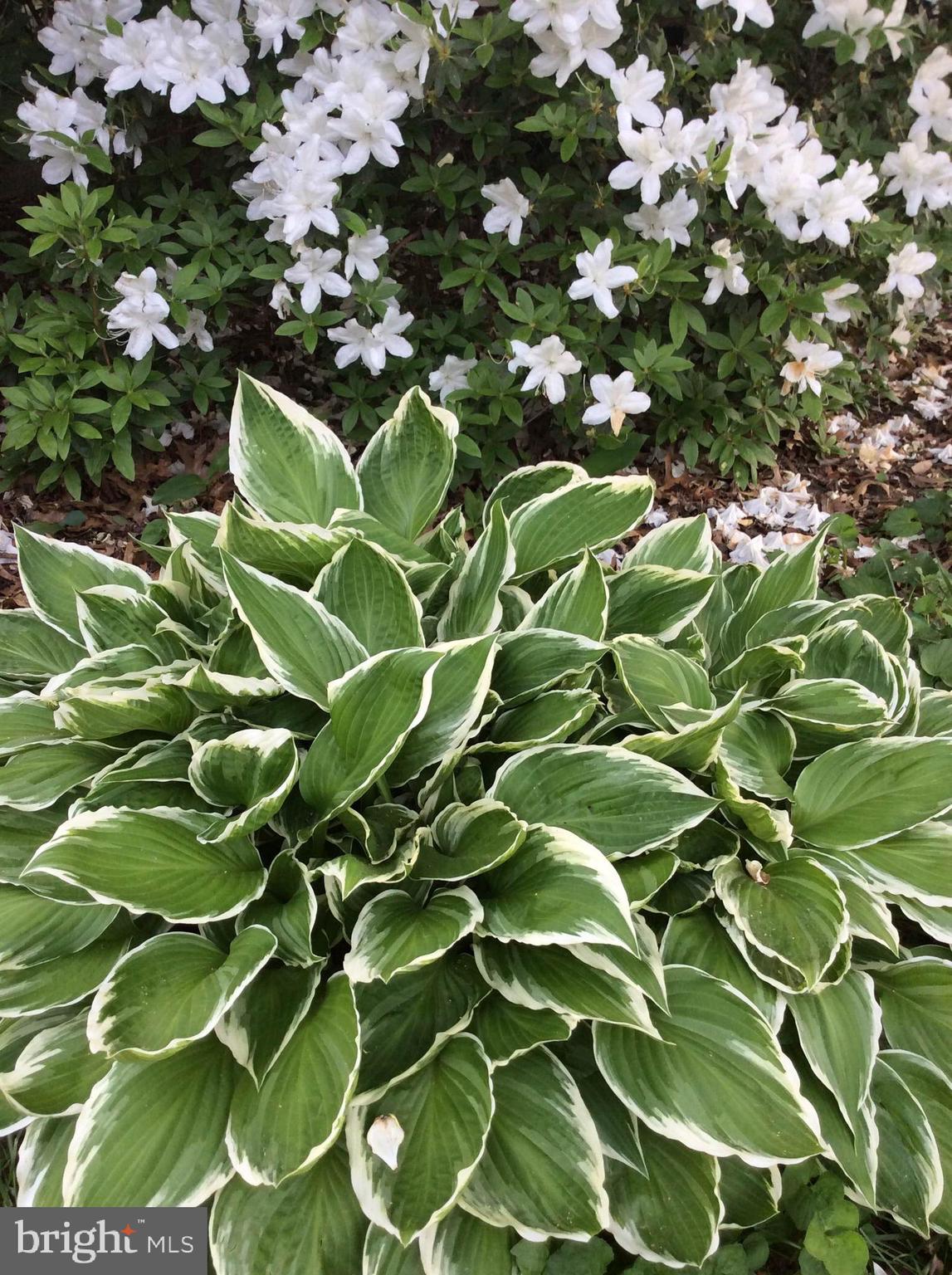 28575 Edgemere Road Easton, MD 21601 - Photo 42 of 47