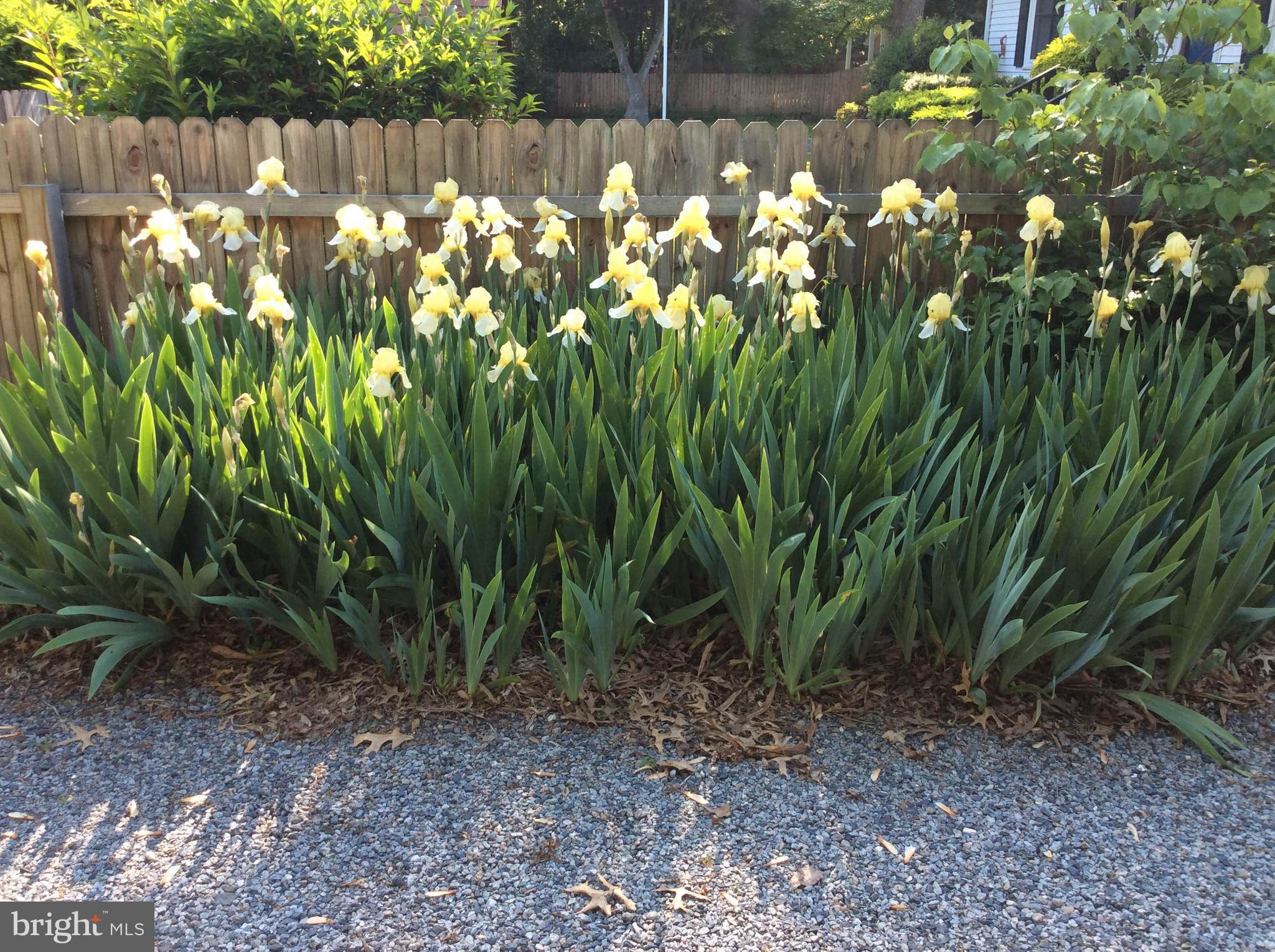 28575 Edgemere Road Easton, MD 21601 - Photo 44 of 47