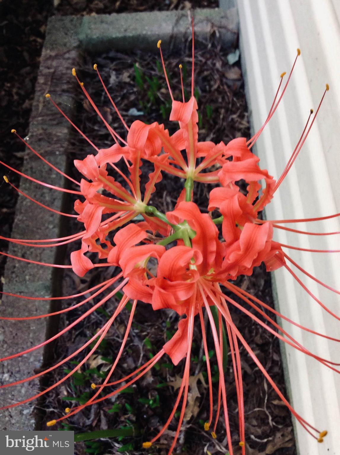 28575 Edgemere Road Easton, MD 21601 - Photo 46 of 47