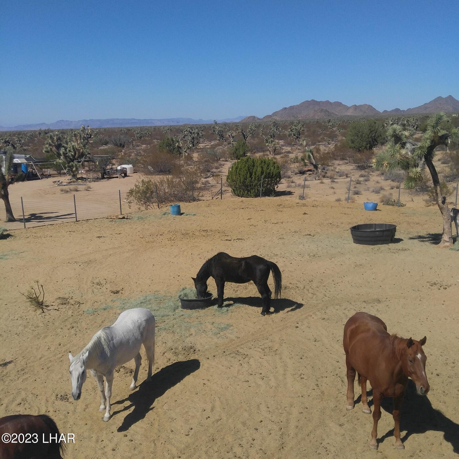 271 South Six Shooter Road Yucca, AZ 86438 - Photo 54 of 54 Livestock allowed at the ranch