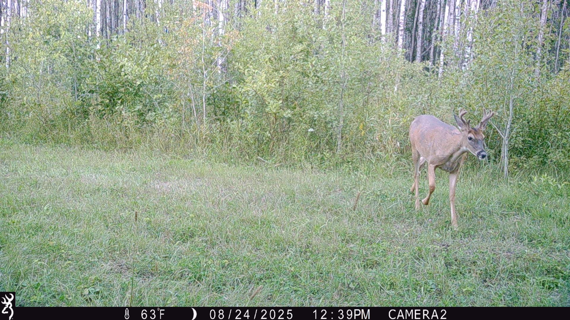 Tbd 440th Avenue Roseau, MN 56751 - Photo 71 of 80