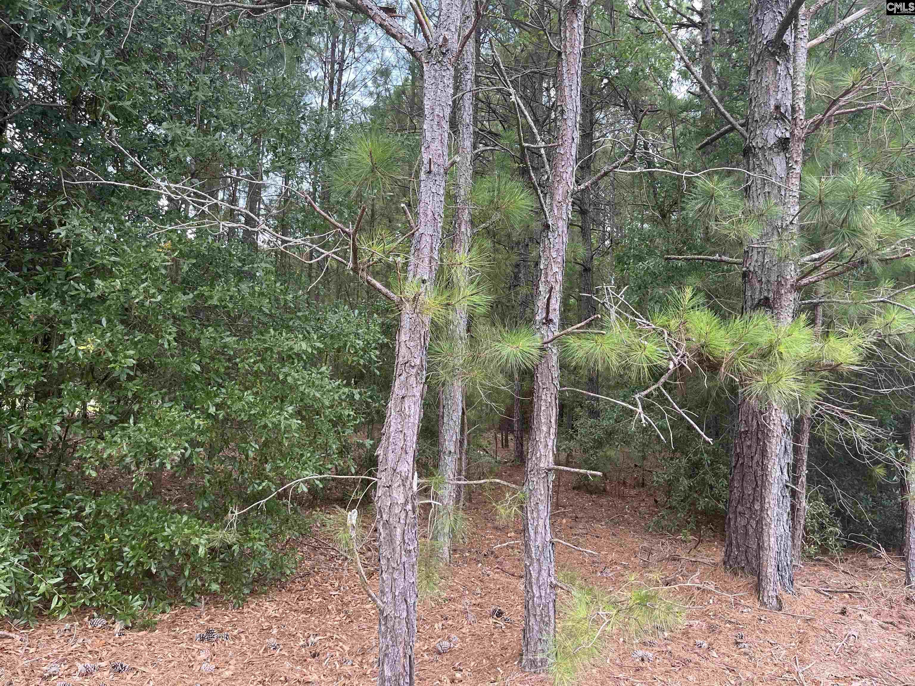Tbd Festival Trail Road Salley, SC 29137 - Photo 2 of 12