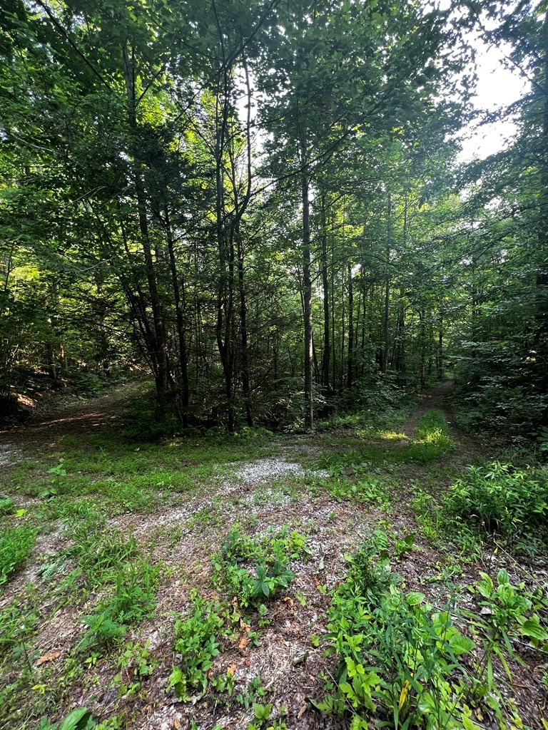 0 Raven Branch Road Del Rio, TN 37727 - Photo 18 of 29