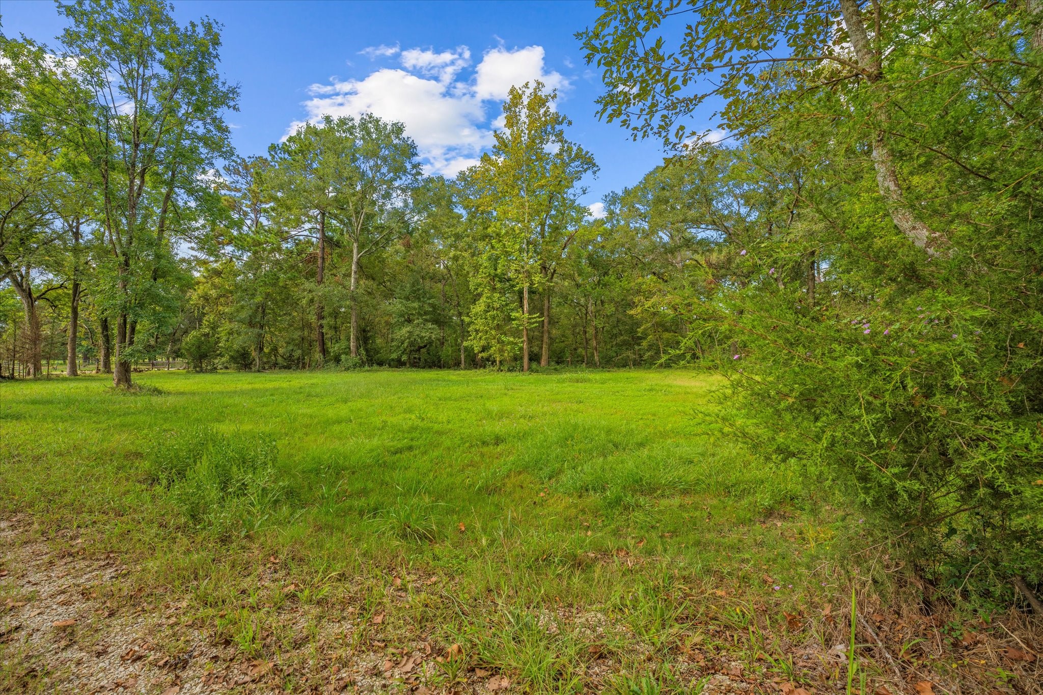 43 Stewart Road New Waverly, TX 77358 - Photo 13 of 21 This is a serene, wooded property featuring lush greenery, open grassy areas, and mature trees, offering a tranquil setting for a potential home site.