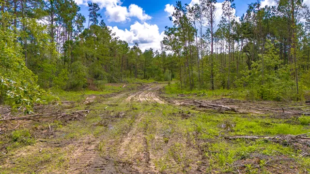 a view of backyard with green space