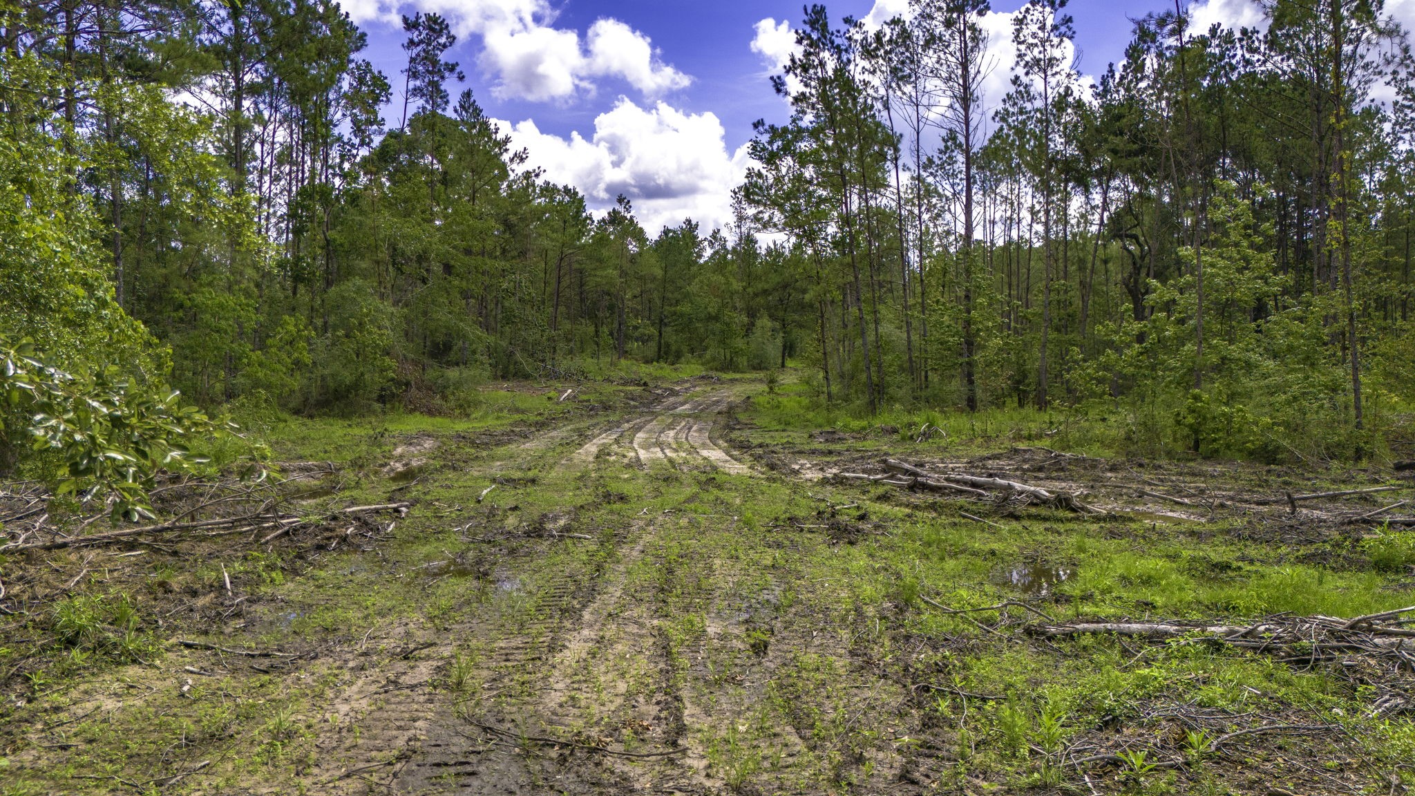Tbd Lot 001 Tbd Road Moscow, TX 75960 - Photo 2 of 10