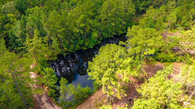 a view of a plants with a flower in a yard