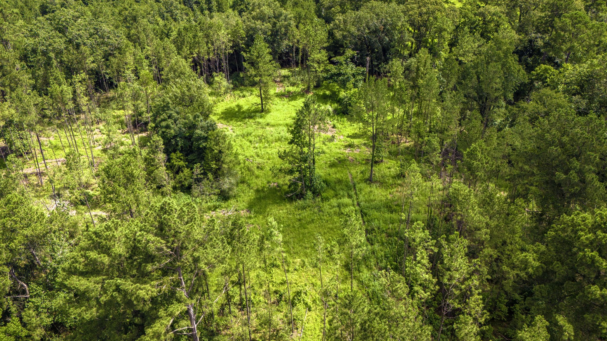 Tbd Lot 001 Tbd Road Moscow, TX 75960 - Photo 6 of 10