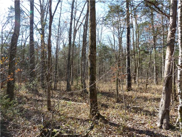 0 Patterson Hill Road Murfreesboro, TN 37129 - Photo 1 of 6 a view of forest